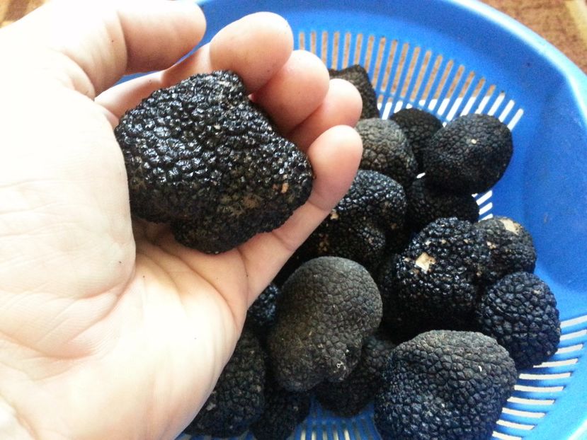  - Trufe negre