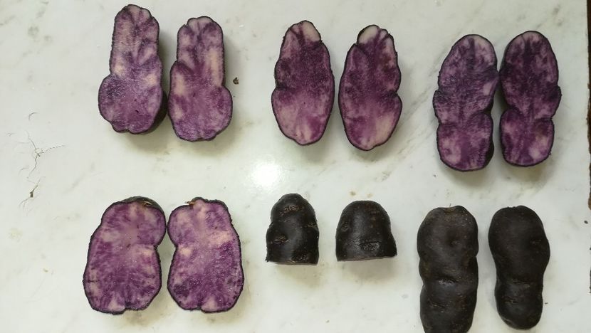  - Cartofi mov