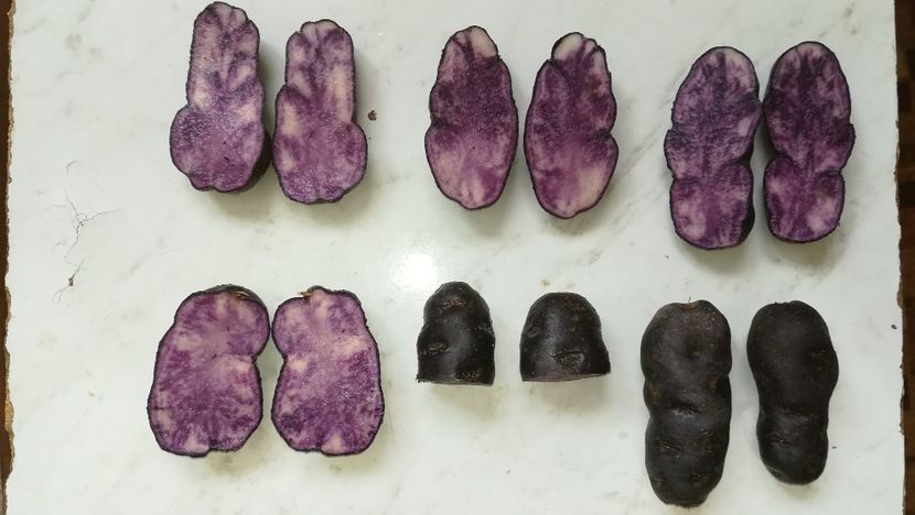  - Cartofi mov
