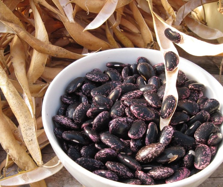 runner-beans - Fasole