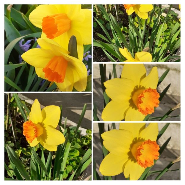 20210411_085140-COLLAGE - Narcise 2021
