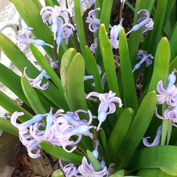  - 002Flori de primăvară 2021