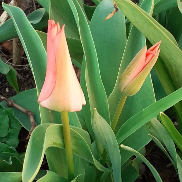  - 002Flori de primăvară 2021