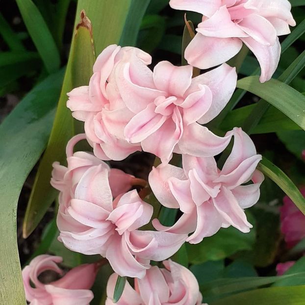  - 002Flori de primăvară 2021