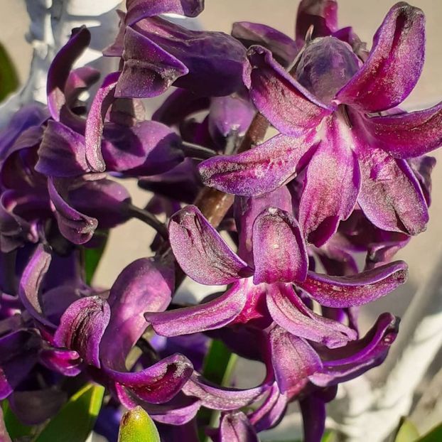  - 002Flori de primăvară 2021