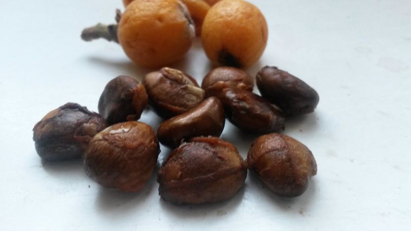  - Loquat altoit pe gutui