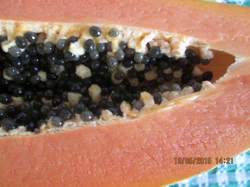  - Papaya