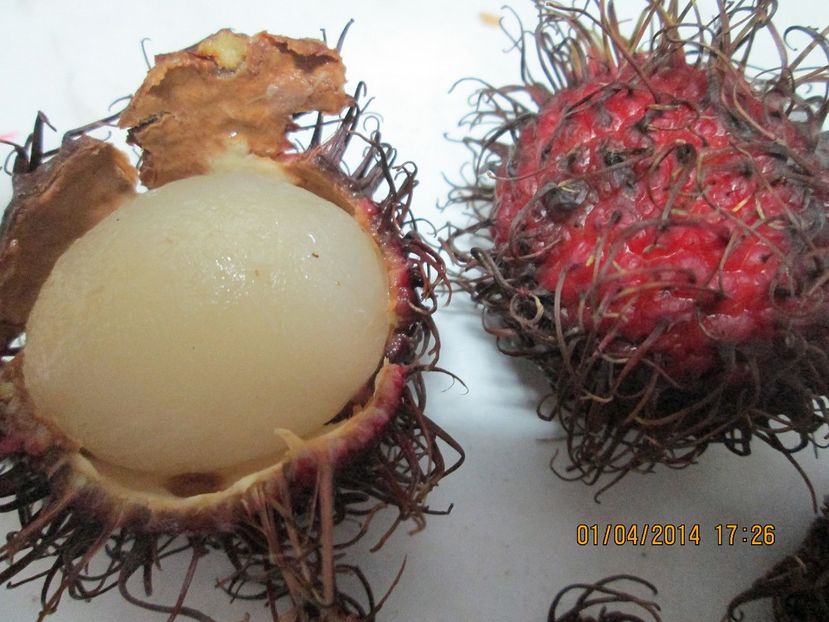  - Rambutan
