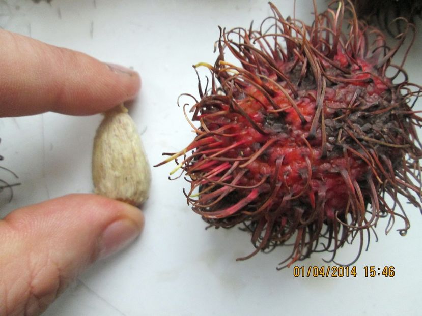  - Rambutan