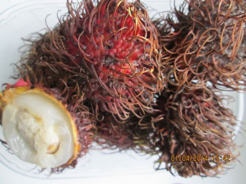  - Rambutan