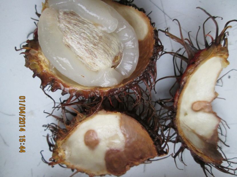  - Rambutan