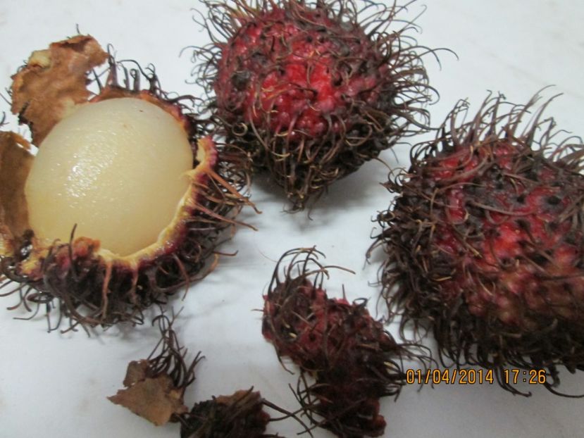  - Rambutan