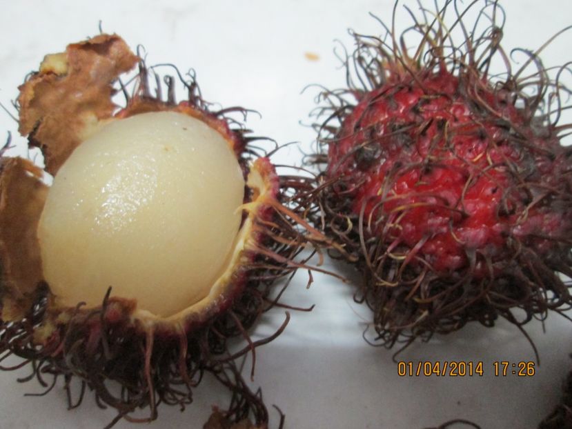  - Rambutan