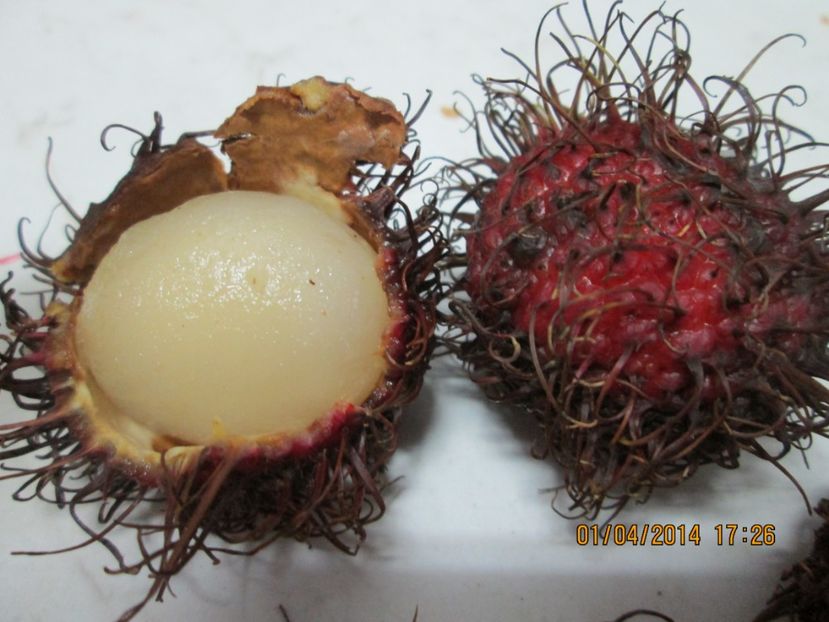  - Rambutan