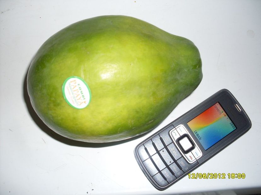 - Papaya