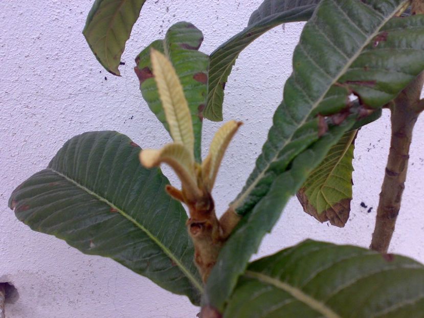  - Loquat altoit pe gutui