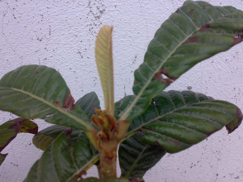  - Loquat altoit pe gutui