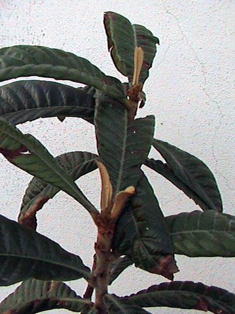  - Loquat altoit pe gutui