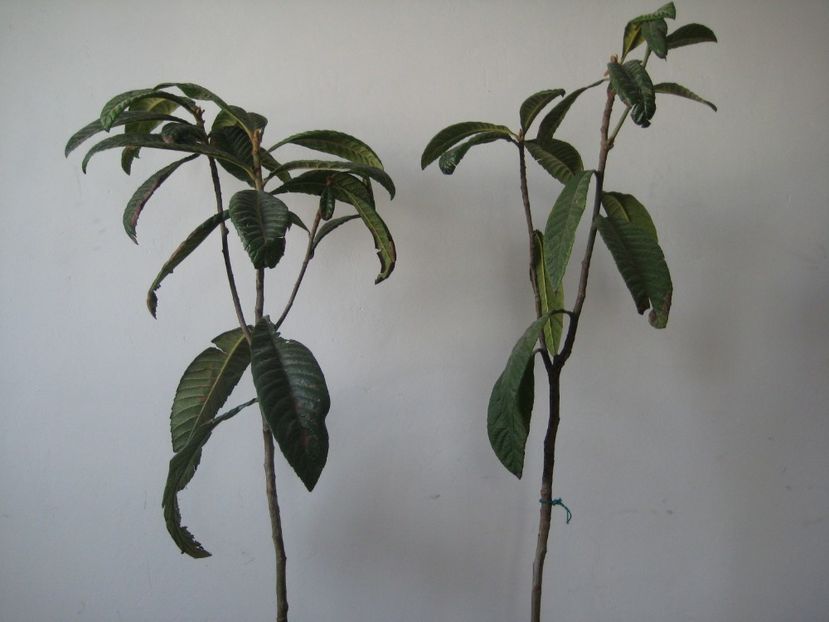  - Loquat altoit pe gutui