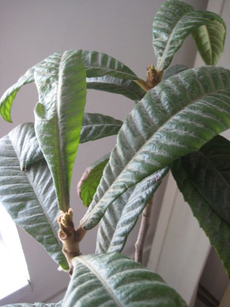  - Loquat altoit pe gutui