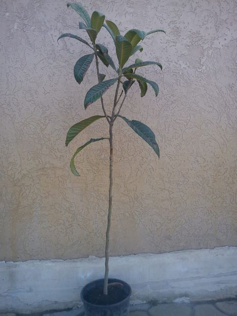 Mosmon japonez (Nuspui) - Loquat altoit pe gutui