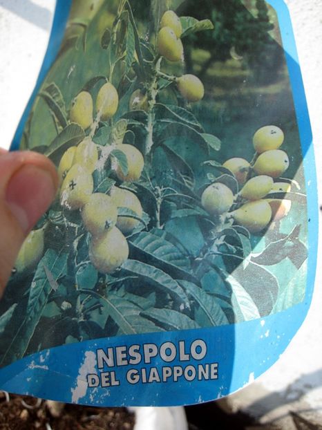 eticheta Mosmon 1 - Loquat altoit pe gutui