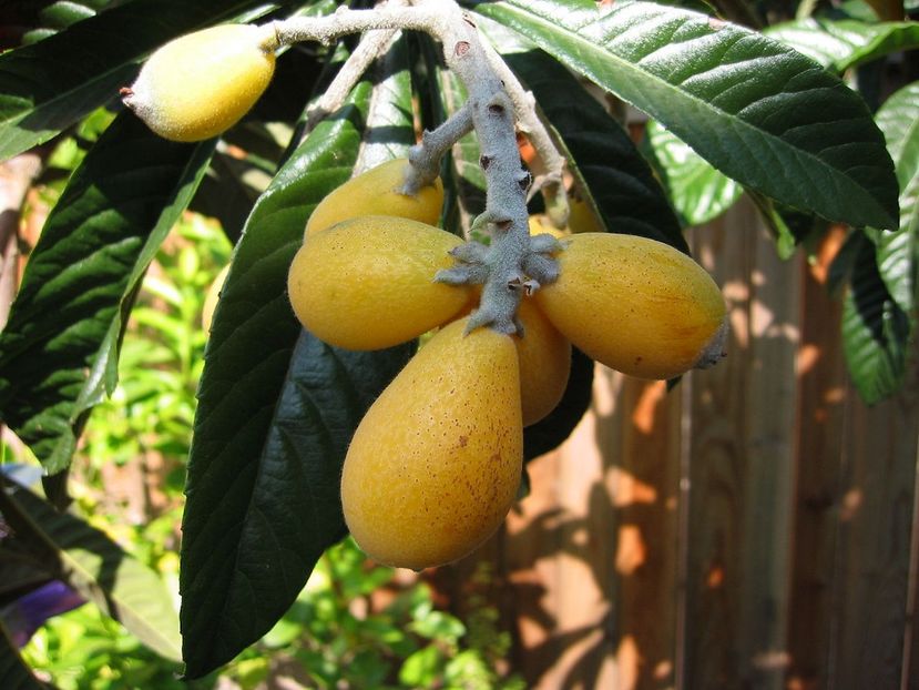 1280px-Eriobotrya_japonica2 - Loquat altoit pe gutui