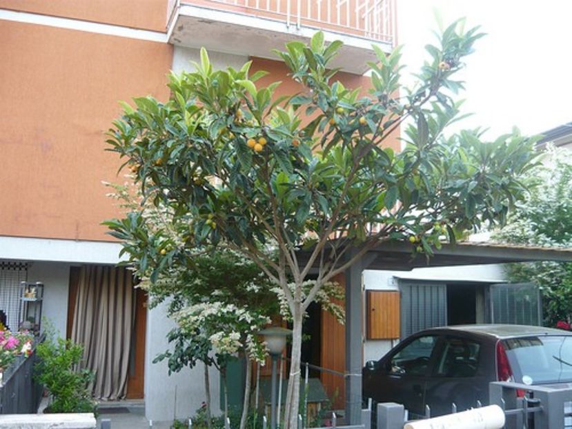 2531866694_5e3eb280fd - Loquat altoit pe gutui