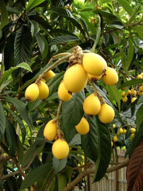 eriobotrya_japonica - Loquat altoit pe gutui
