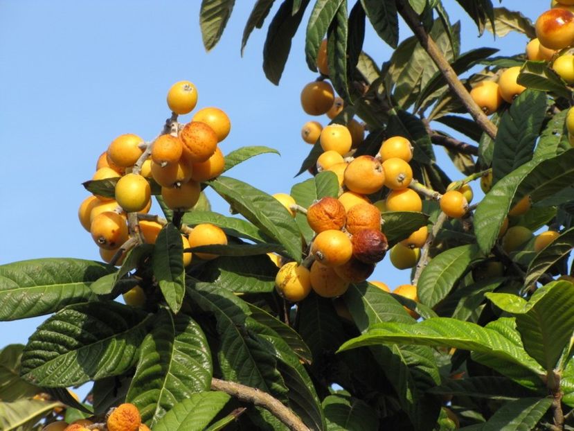 Eriobotrya_japonica_14524_70236 - Loquat altoit pe gutui