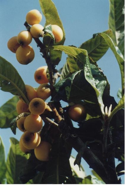 NESPOLO_DEL_GIAPPONE1 - Loquat altoit pe gutui