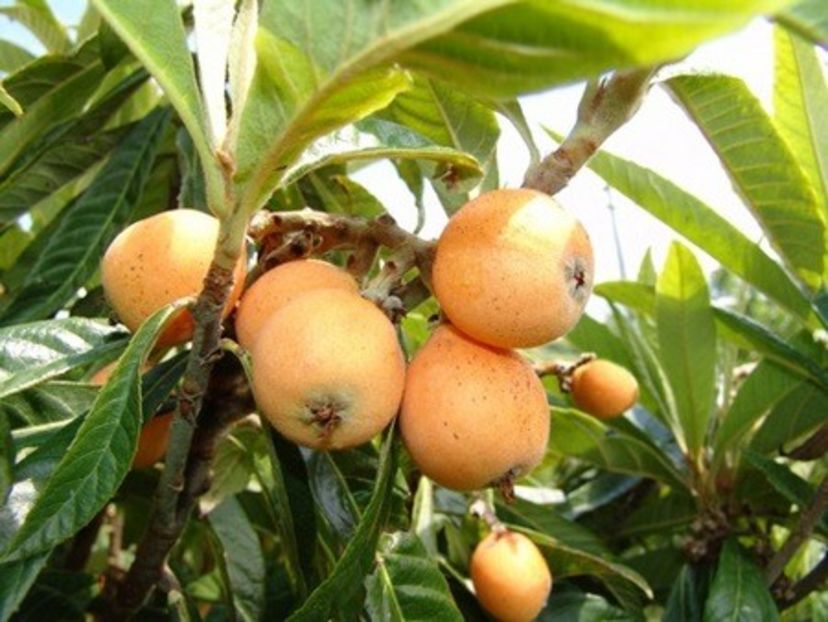 nespolo-giapponese - Loquat altoit pe gutui