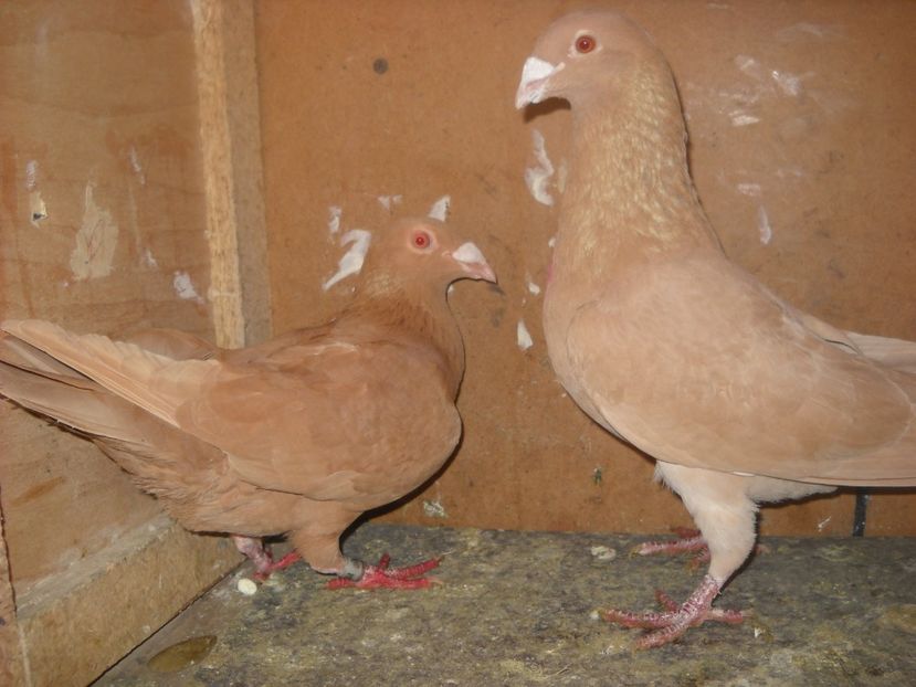  - PORUMBEI VANDUTI 2