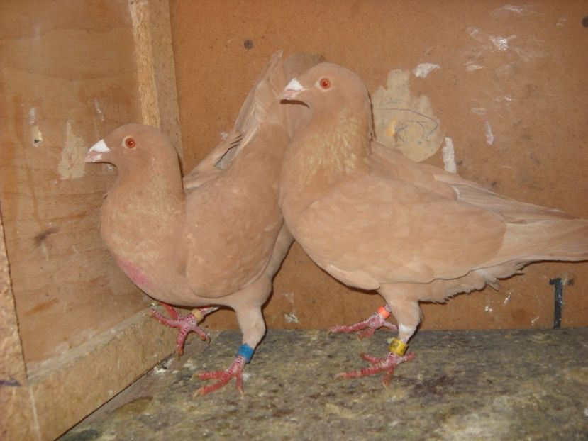  - PORUMBEI VANDUTI 2