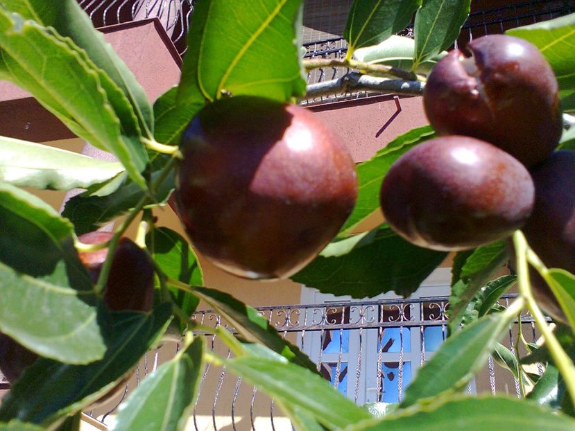Fotografie0585 - Jujube