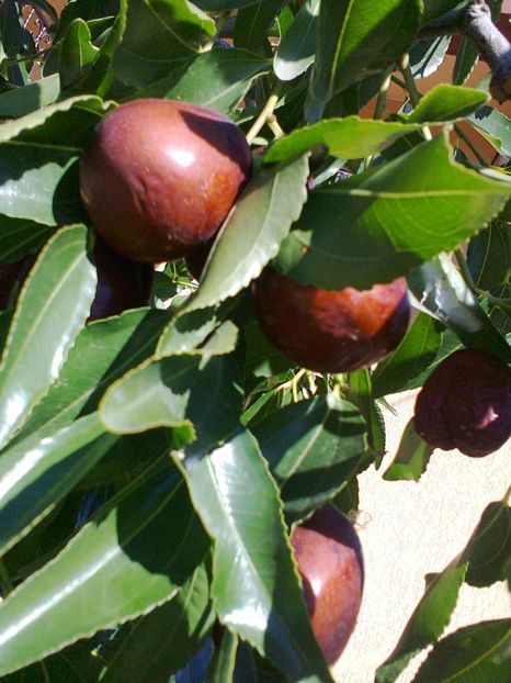 Fotografie0586 - Jujube