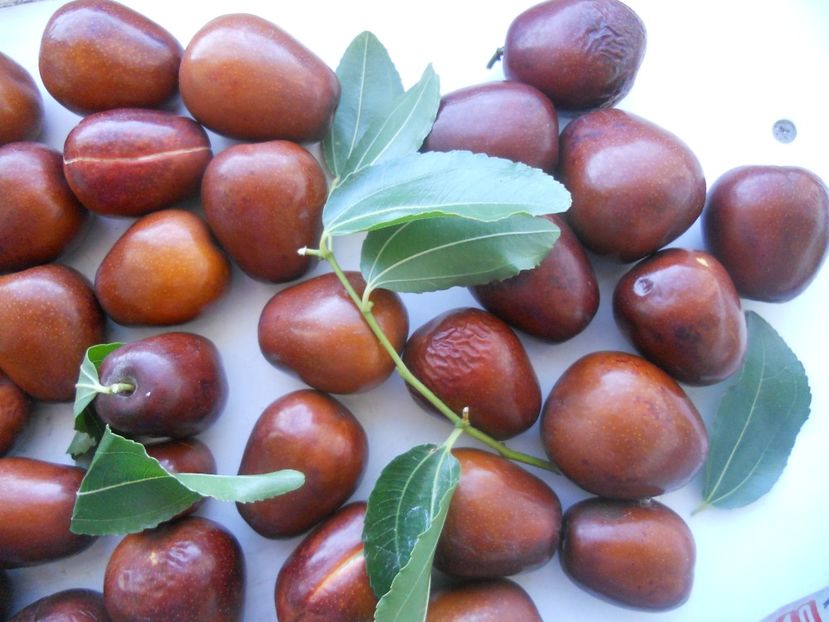  - Jujube
