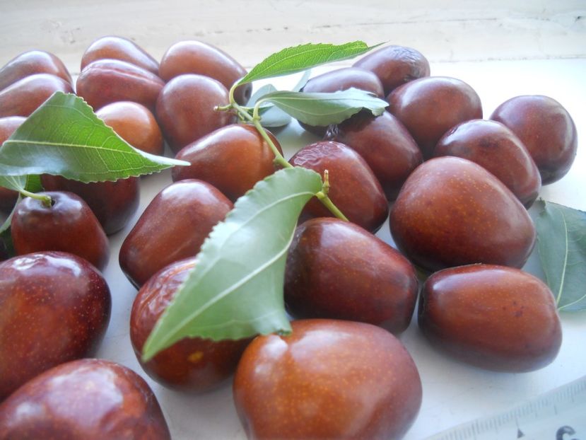  - Jujube