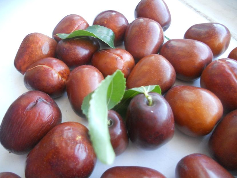  - Jujube