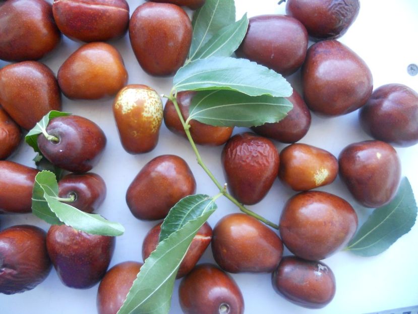  - Jujube