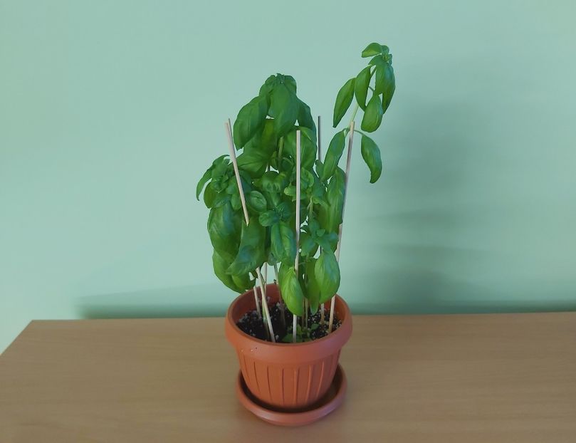  - Busuioc extrem de aromat - parfumat 2021