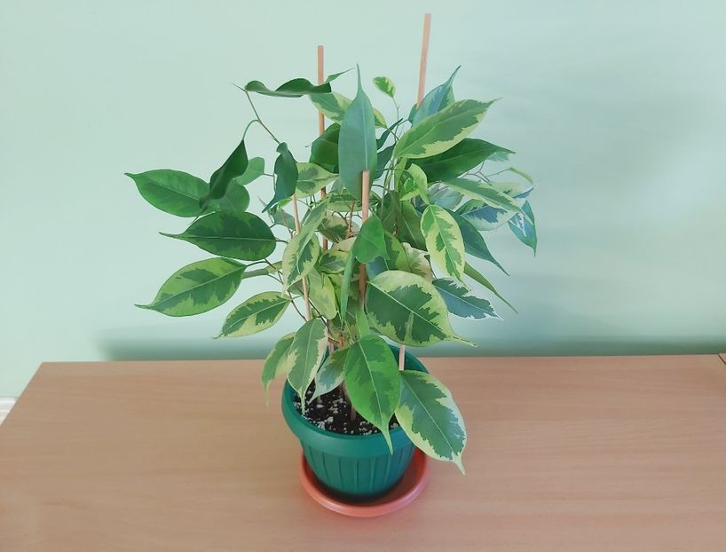  - Ficus benjamin variegat 2021