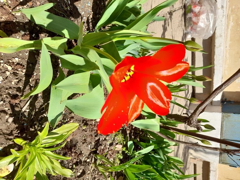  - File de primavara - 2021