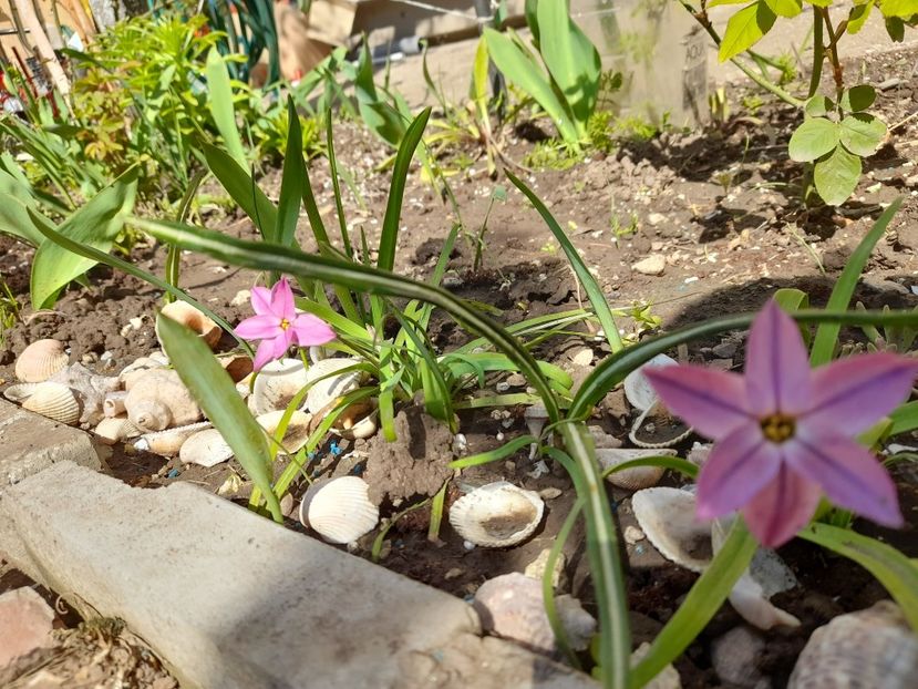  - File de primavara - 2021