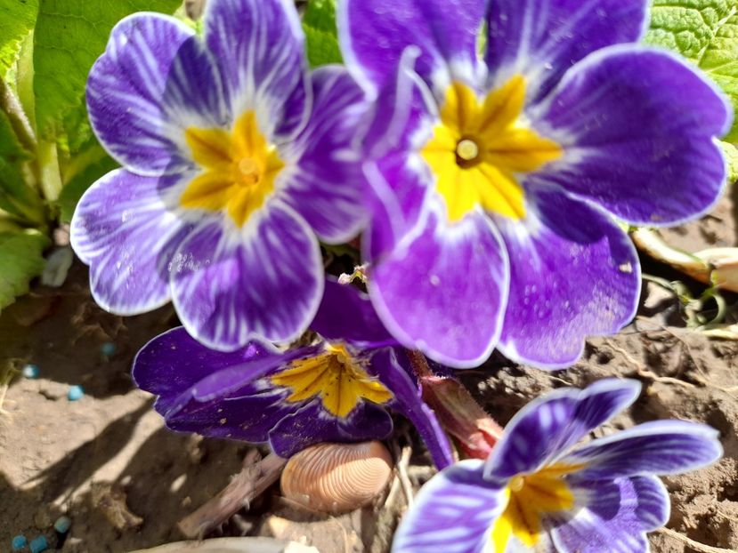  - File de primavara - 2021