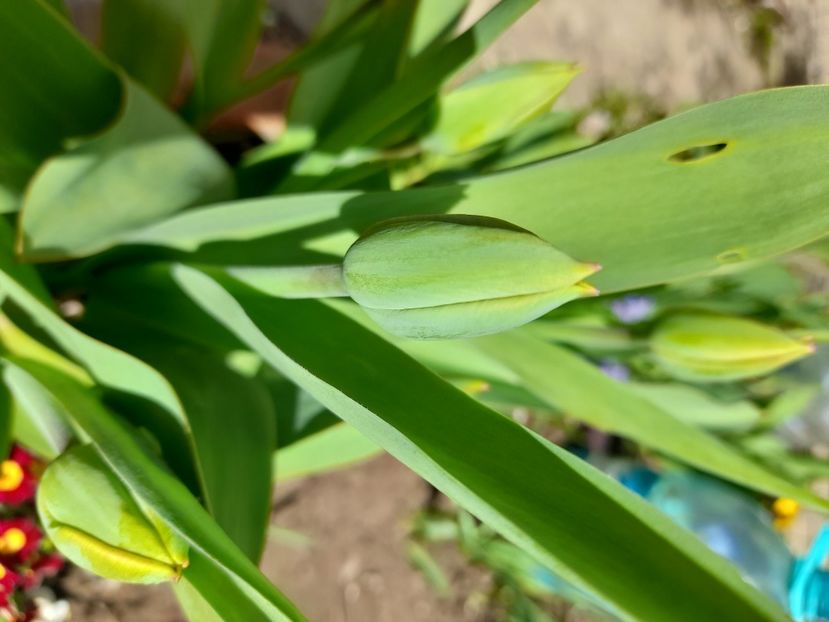  - File de primavara - 2021