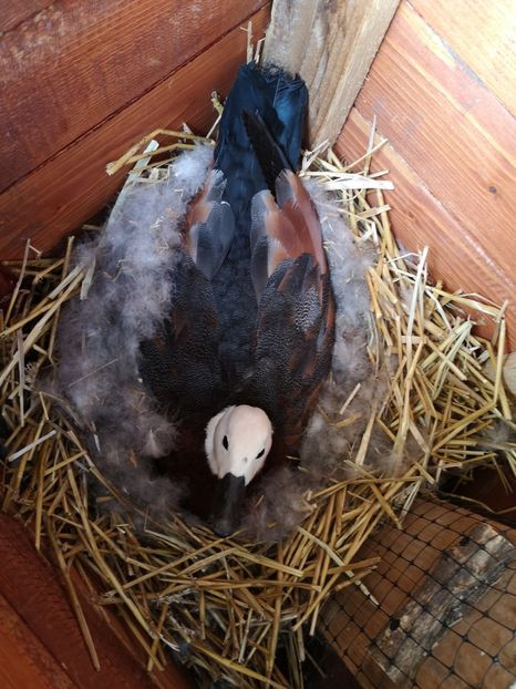 10 04 2021 - Califari Paradis