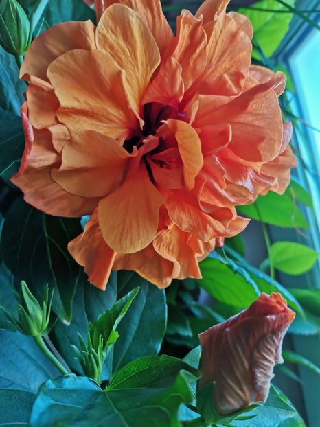  - Hibiscus 2015-2024