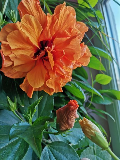  - Hibiscus 2015-2024