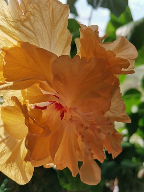  - Hibiscus 2015-2024